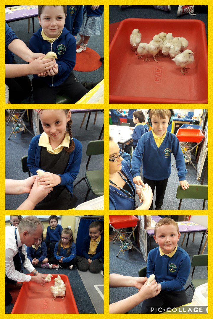 parc_primary's tweet photo. Having cwtches with our little visitors this morning #chickwatch #lifecycles #cute #fluffy #parcprimary #Y2 https://t.co/Tg8B3PSkhZ