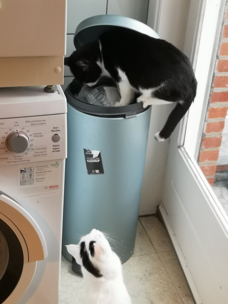 Dit is de vuilbak die we kochten omdat de kat er zeker niet in zou kunnen dixit verkoper