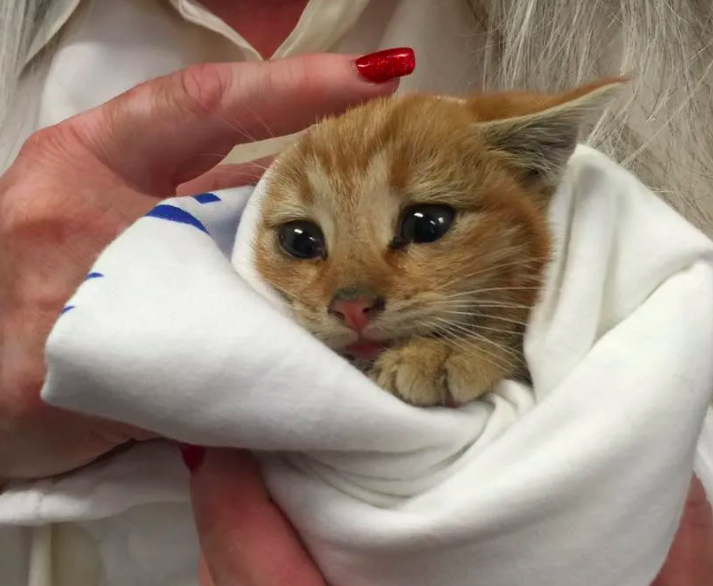 A couple heard tiny chirps from a dumpster and found a kitten crying for love. See full story and updates: lovemeow.com/couple-heard-t…