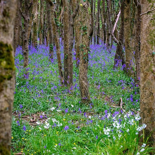 JohnBeardon's tweet image. Bluebells in full bloom at Tehidy Woods, Cornwall.

#Cornwall #cornishpics #cornishscenes #cornishviews #bluebells #ukpics #ukphotography #ukphoto #jessopsmoment #ukpotd #britains_talent #naturehippys #ukphotographer #genuinebritain #spring #ukflowers #m… bit.ly/2JyNK8e
