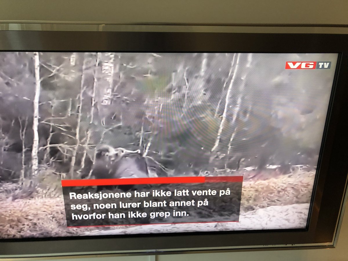 vegoli's tweet photo. Det finnes altså folk som mener at man skal «gripe inn» når en bjørn går til angrep på en elg 🤔. Noen trenger å komme seg utenfor Ring 1 litt oftere 🐻 #olebrumm #dyreneihakkebakkeskogen https://t.co/NGkvDOf0yp
