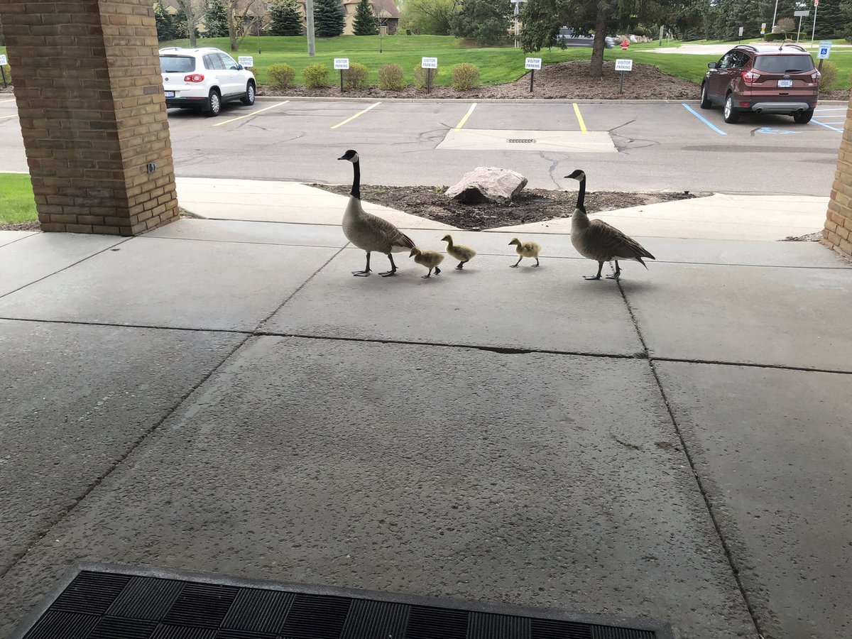 DoolinDebi's tweet photo. Out walking the kids again and the neighbors decided to join the fun! #FridayWalkabouts 🙋🏻‍♀️🌿🌤🍃 https://t.co/5VHLjst4Dj