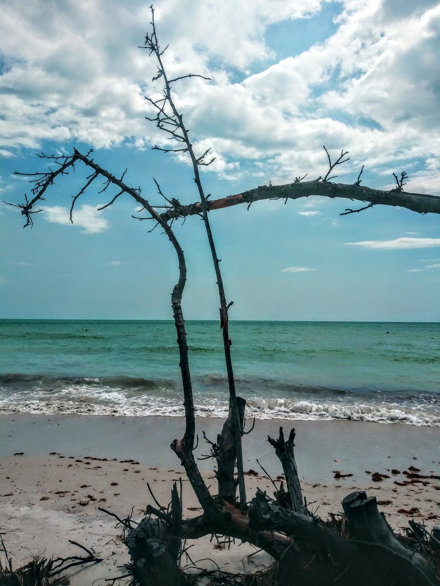 Yvonneart3's tweet photo. It's okay if you start to fall or lean over to far, I'll hold you. I won't let go. Out by the sea this afternoon, A 📷 girls dream.  #honeymoonstatepark #Florida #trees #day4of100 https://t.co/t3YbUstIMl