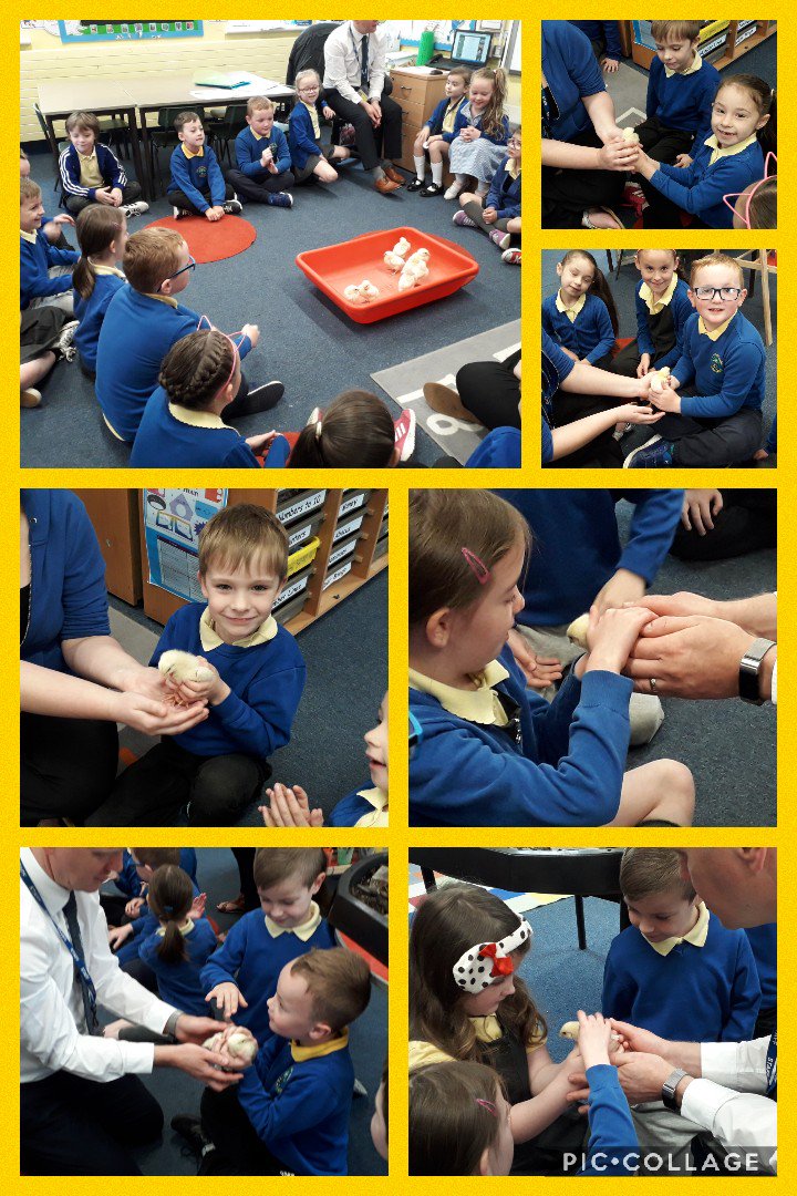 parc_primary's tweet photo. Having cwtches with our little visitors this morning #chickwatch #lifecycles #cute #fluffy #parcprimary #Y2 https://t.co/iIkzuLCpZ3