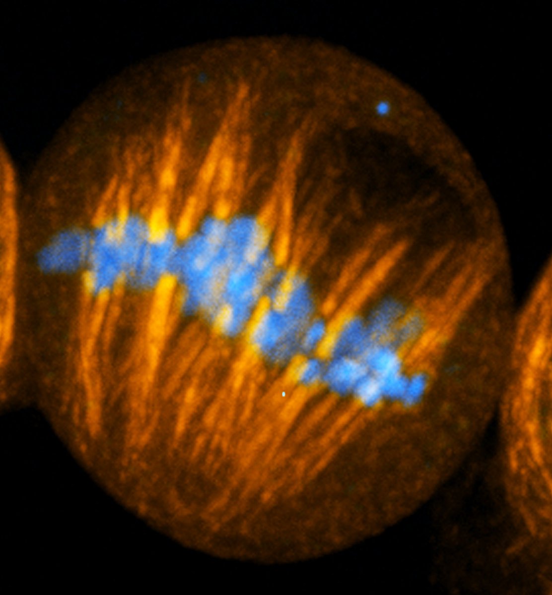 ASCBiology's tweet photo. This month on the COMPASS blog series #HowCellBiologistsWork, Nasser Rusan  @RusanLab emphasizes telling a story with your science. https://t.co/1AxA1gNTGP https://t.co/K9zRaazWs2
