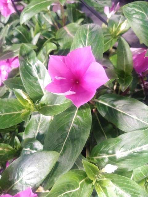 RandyBoston10's tweet photo. What's so special about @HomeDepot Avondale's plant for #may the #vinca ? They are heat &amp; drought tolerant annuals, perfect for hot, dry areas like #arizona. With #flowers blooming all #summer! Visit #team441 #today 

#D287BiggerStrongerFaster #garden #FridayMotivation #tothemax https://t.co/JgsGWbWX6u