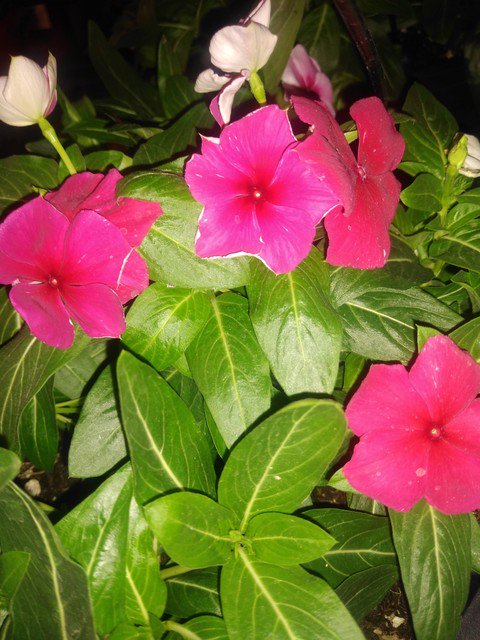 RandyBoston10's tweet photo. What's so special about @HomeDepot Avondale's plant for #may the #vinca ? They are heat &amp; drought tolerant annuals, perfect for hot, dry areas like #arizona. With #flowers blooming all #summer! Visit #team441 #today 

#D287BiggerStrongerFaster #garden #FridayMotivation #tothemax https://t.co/JgsGWbWX6u