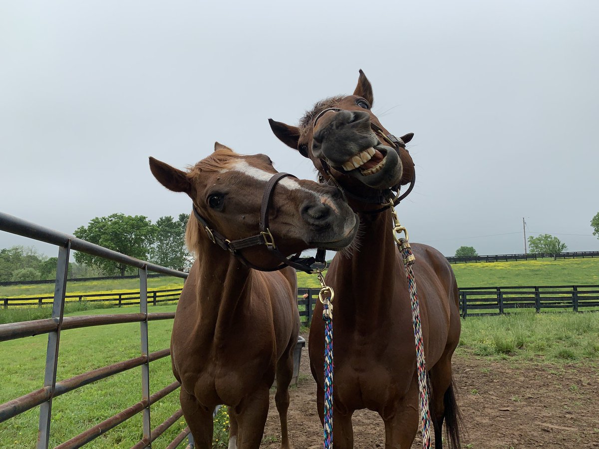 torijada6's tweet image. Can’t take them anywhere 😂🙄🤦🏻‍♀️ #ottb #joesblazingaaron #smarttransition #tweedledee #tweedledumb