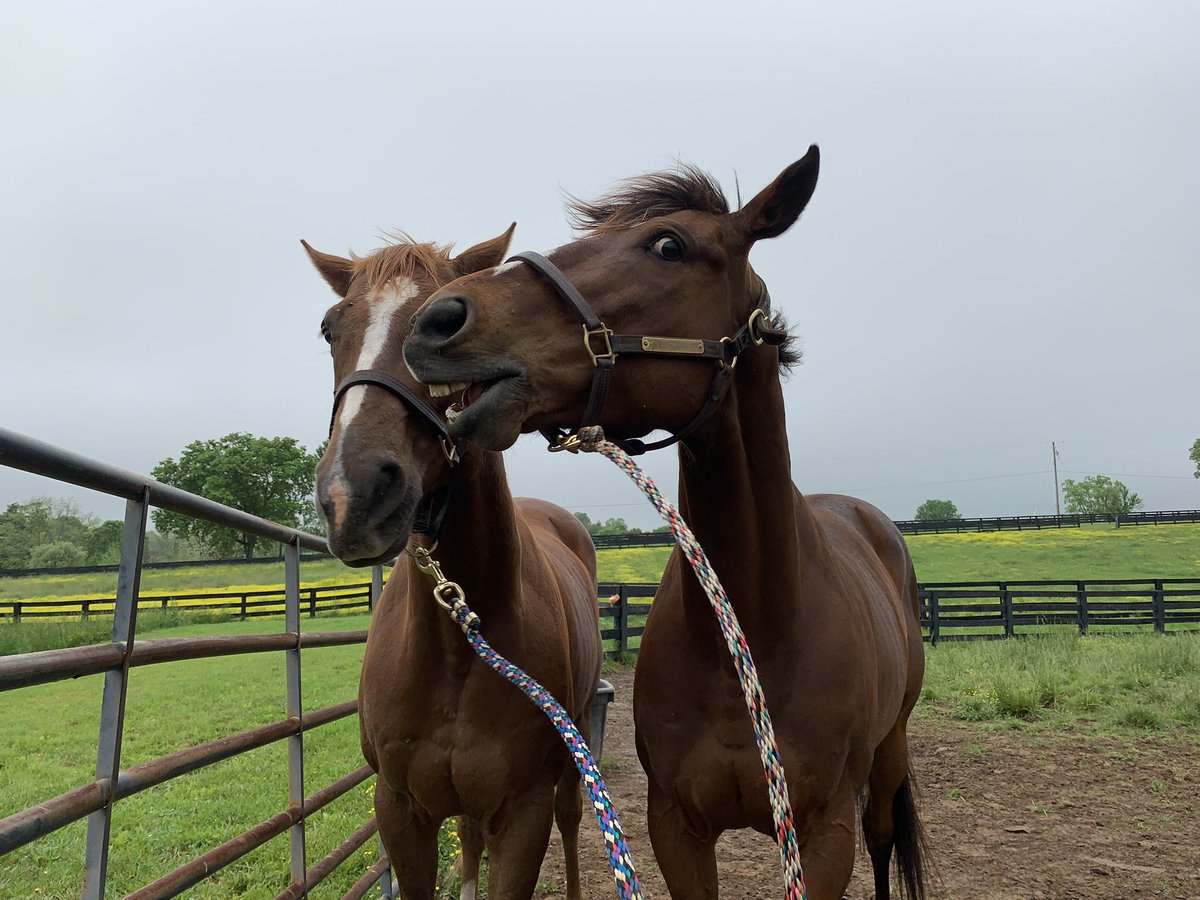 torijada6's tweet image. Can’t take them anywhere 😂🙄🤦🏻‍♀️ #ottb #joesblazingaaron #smarttransition #tweedledee #tweedledumb