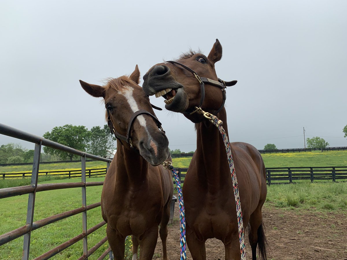 torijada6's tweet image. Can’t take them anywhere 😂🙄🤦🏻‍♀️ #ottb #joesblazingaaron #smarttransition #tweedledee #tweedledumb