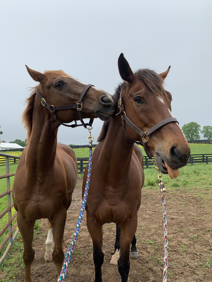 torijada6's tweet image. Can’t take them anywhere 😂🙄🤦🏻‍♀️ #ottb #joesblazingaaron #smarttransition #tweedledee #tweedledumb