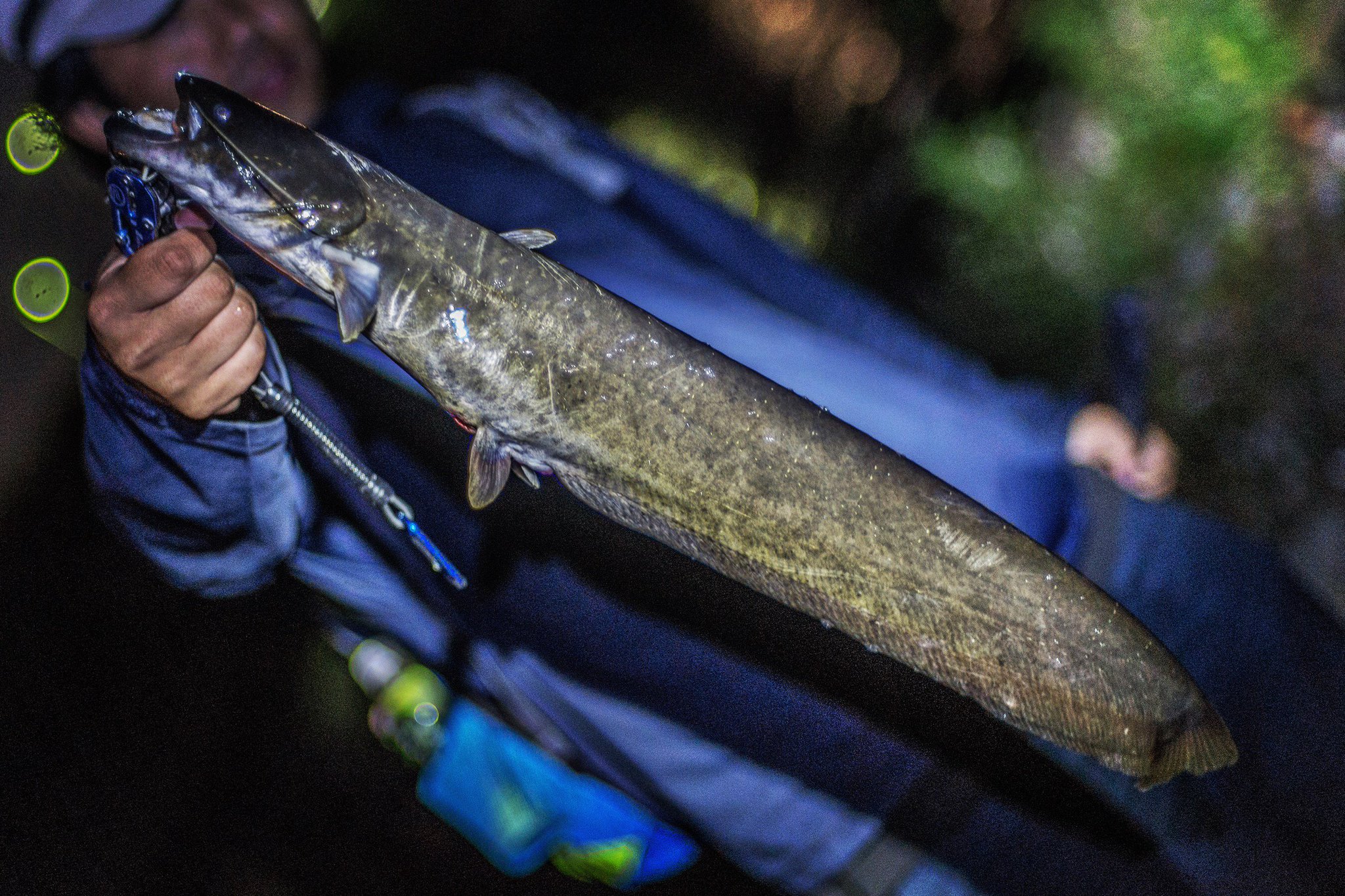 Tubagraサモさん 多摩川釣り仲間のウルさん Uru Bass と一緒にトップ縛りfish するも全然トップで出ず 仕方なしにお互いの得意技にスイッチ ウルさん2バラしの後にナマズ60cm超get 自分はナマズ2バラしで凸りましたー 泣