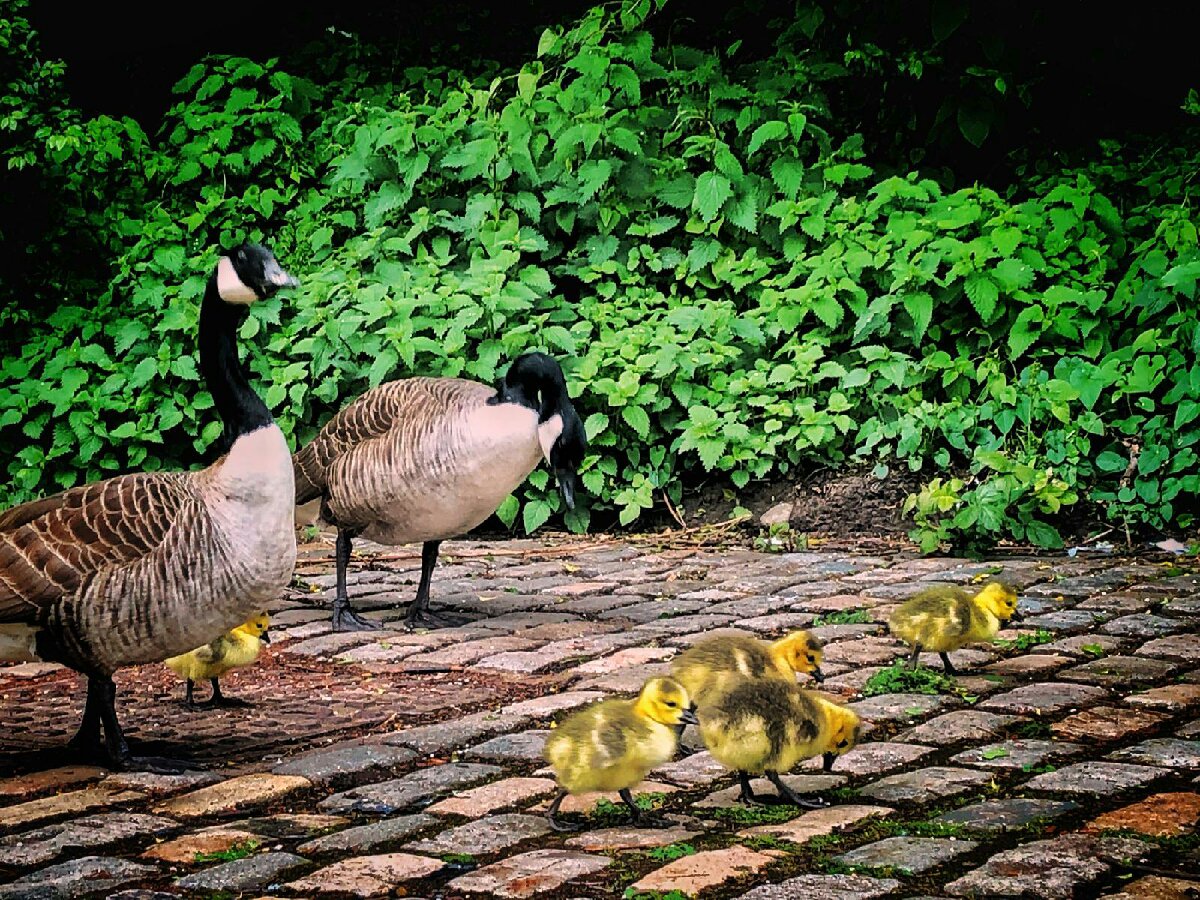 GMPCityCentre's tweet photo. Foot patrol around #spinningfields and #castlefield today and bumped into some new residents, seem to be making themselves at home. #Manchester #goosy #police #mcr 
PcH https://t.co/4JeZlcBzFx