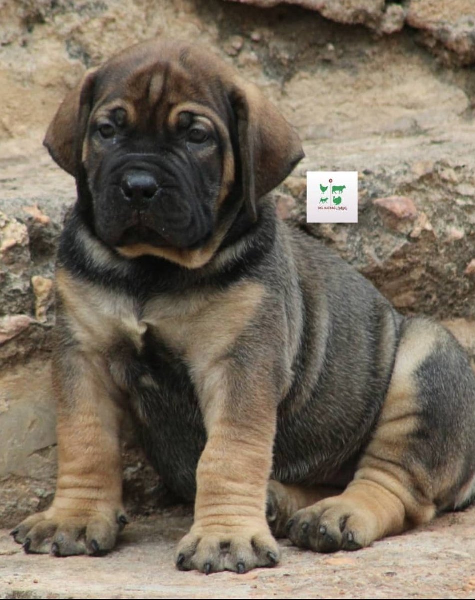 boerboel puppies for sale 2019
