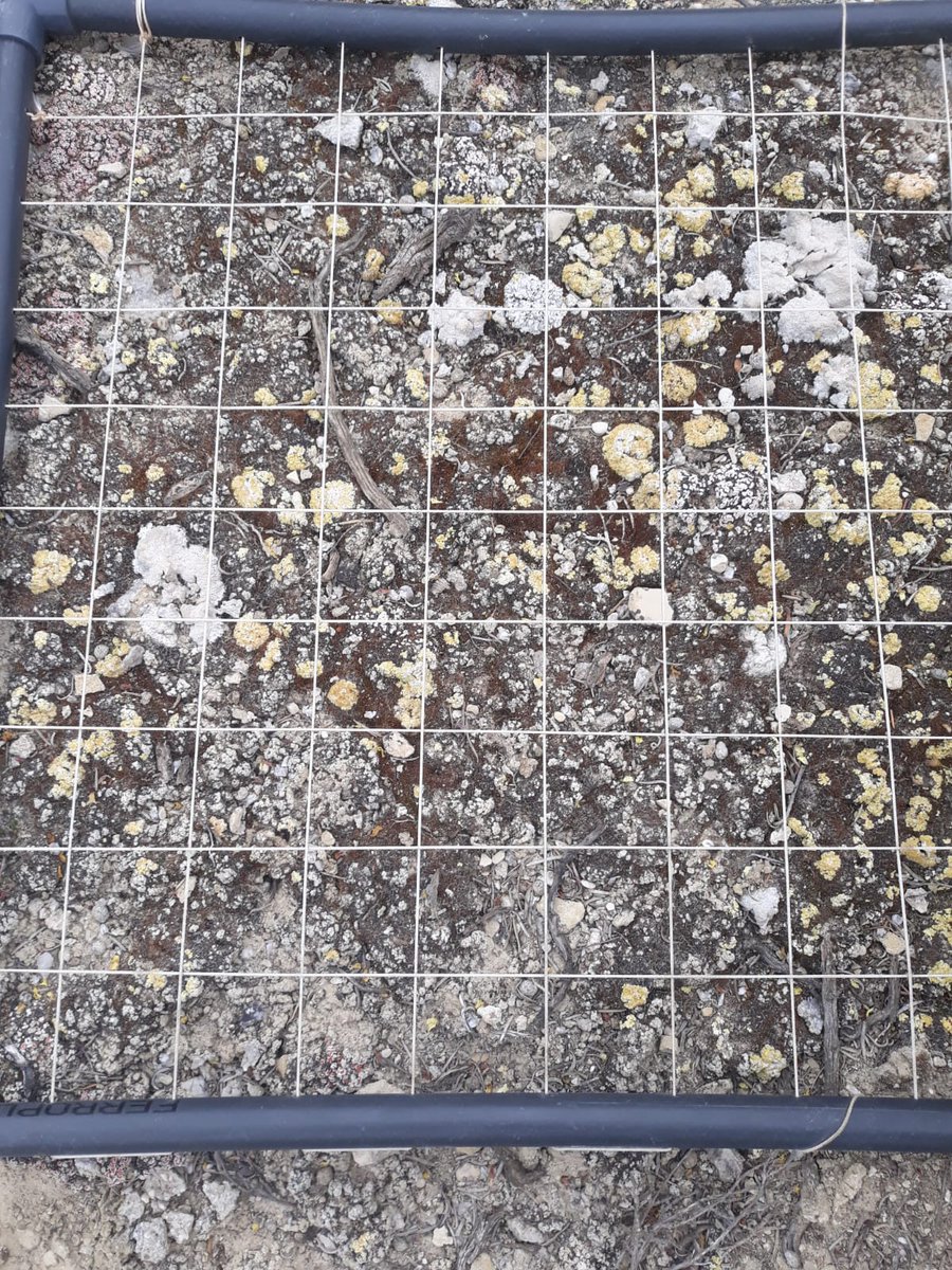 gypworldproject's tweet photo. What species can you find? #biocrust #lichen #gypsum #gypworld @BiodiversosU @IPE_CSIC @AragonCsic https://t.co/sdCKyXqFPe