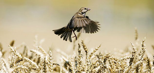 Пшеничная птица. Пшеница для птиц. Пшеничное поле с птицами. Птичка Пшеничка. Картинки птицы пшеница.