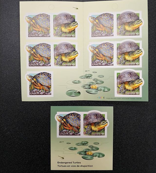 AllNations1949's tweet photo. Endangered Turtles Canada Post new issue coming 25 May
#turtles #endangeredspecies #newissues #canadapost #blandingsturtle #joecrowley #tomherman #cosewic #adrianhorvat #canadianbanknotecompany #sarahstill https://t.co/wtKaVURKLG https://t.co/t3EXaIffig
