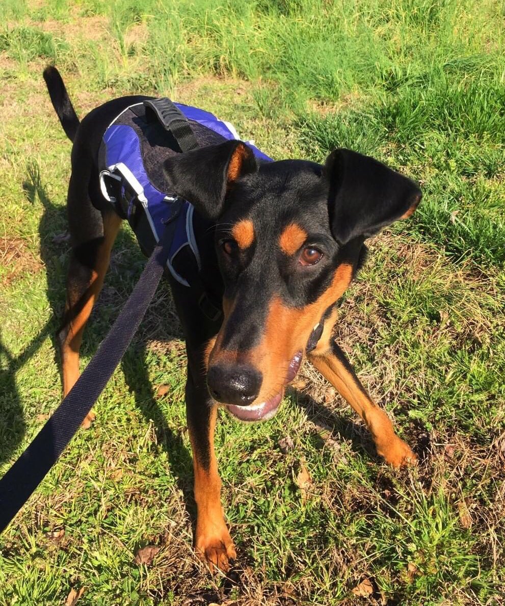 This is Canela. She’s been diagnosed with wobbler syndrome, which is way less fun than it sounds. A slipped spinal disc is paralyzing her back legs, but with a full neuro assessment she could begin her recovery journey. 13/10 you can help her below

gofundme.com/wobbler-syndro…