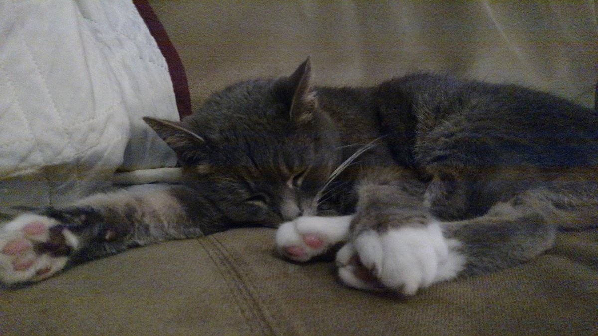 niodox's tweet photo. Can't wait to not get anything done this afternoon because of this cat #BitWatch https://t.co/pFwmL4mG9S