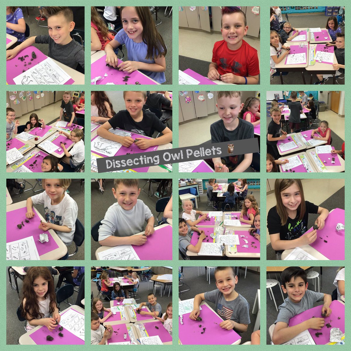CB_JRozak's tweet image. Scientists had a blast dissecting Owl Pellets 🦉as part of our science unit on Habitats 🌳 #cbsdscience #engaged