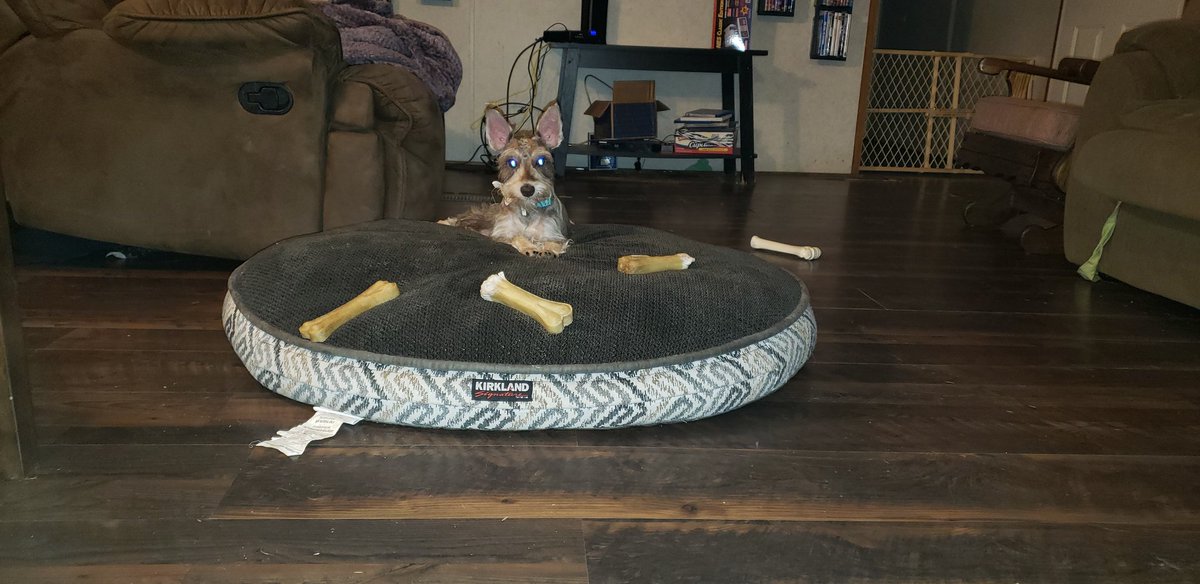MorrisMace's tweet photo. Please wish our queen a very happy 1st birthday!!!! #MorrisMacePlace #3chicks3pups #SnickerdoodleHazelDianna #schnauzer https://t.co/vh7qtW1ZR6