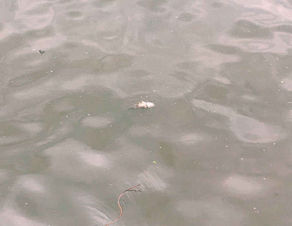 DudleyMarianna's tweet image. It’s amazing what you can find in a post-industrial riverscape when you have your senses open (and opened by the people you are with). Found by the river Schuylkill today: a snakeskin, a nest of eggs (gulls? Goose?), a dying catfish. @PPEHLab #envhums #risingwaters