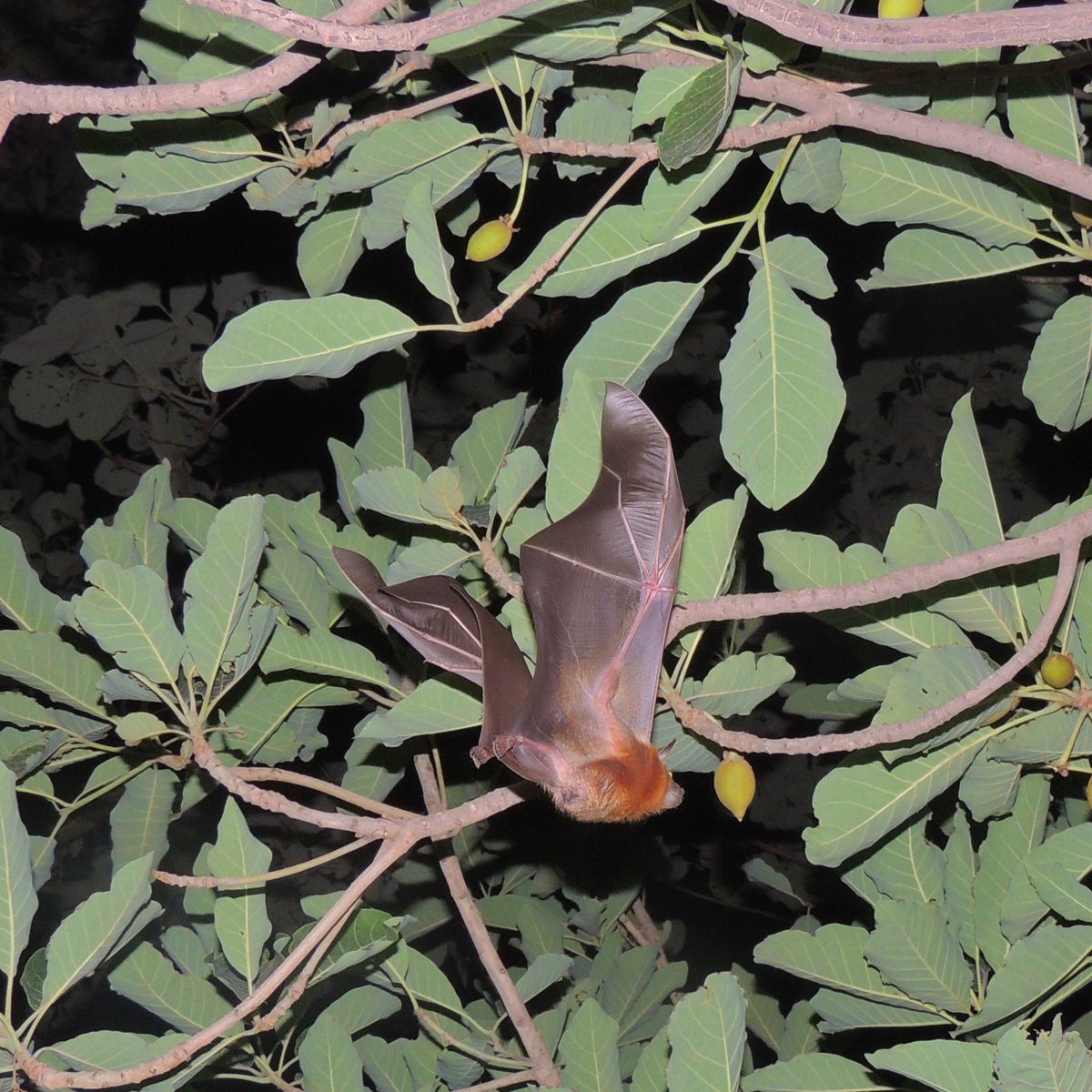 treenation's tweet photo. Plant a Madhuca longifolia! 🦇🦇🦇
https://t.co/eEJJxOXVk6

Nocturnal fruit bats feed on fruits and flowers of this tree. At the same time, they pollinate and disperse its seeds.

#TreeNation #India #BatPollination #reforestation #plantation #Bat #pollen #seeds #plants https://t.co/E6VP3IGYxS