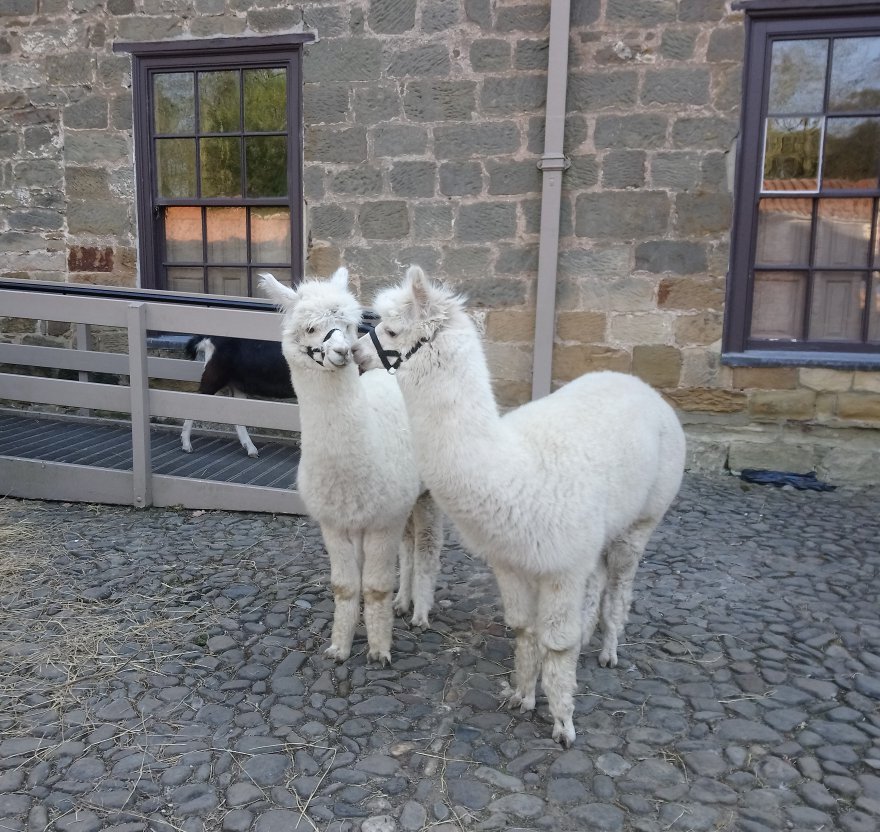 NTOrmesbyHall's tweet photo. Deciding what to do this weekend....
"maybe we'll crash the model railway event"
#alpacas #ormesbygrangefarm #weekendready #makingplans #modelrailwayevent https://t.co/4a3Nb9vcrr