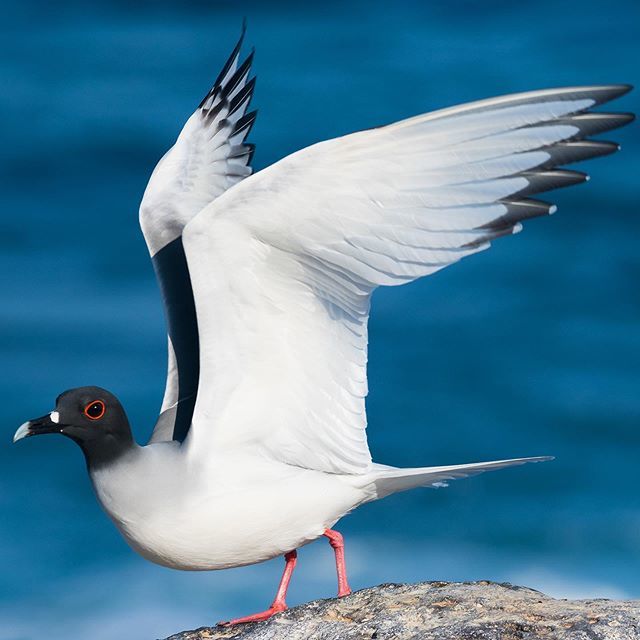 zapapics's tweet photo. Swallow-tailed Gull...the worlds only nocturnal Gull! Endemic to the Galápagos Islands! #galapagos #ecuadorbirds #allmightybirds #bb_of_ig #birdextreme #birdfreaks #bestbirdshots #nuts_about_birds #sassy_birds #bird_brilliance #pocket_birds #udog_feather… https://t.co/ZOu1STmG0Q https://t.co/wgaW6tI5lu