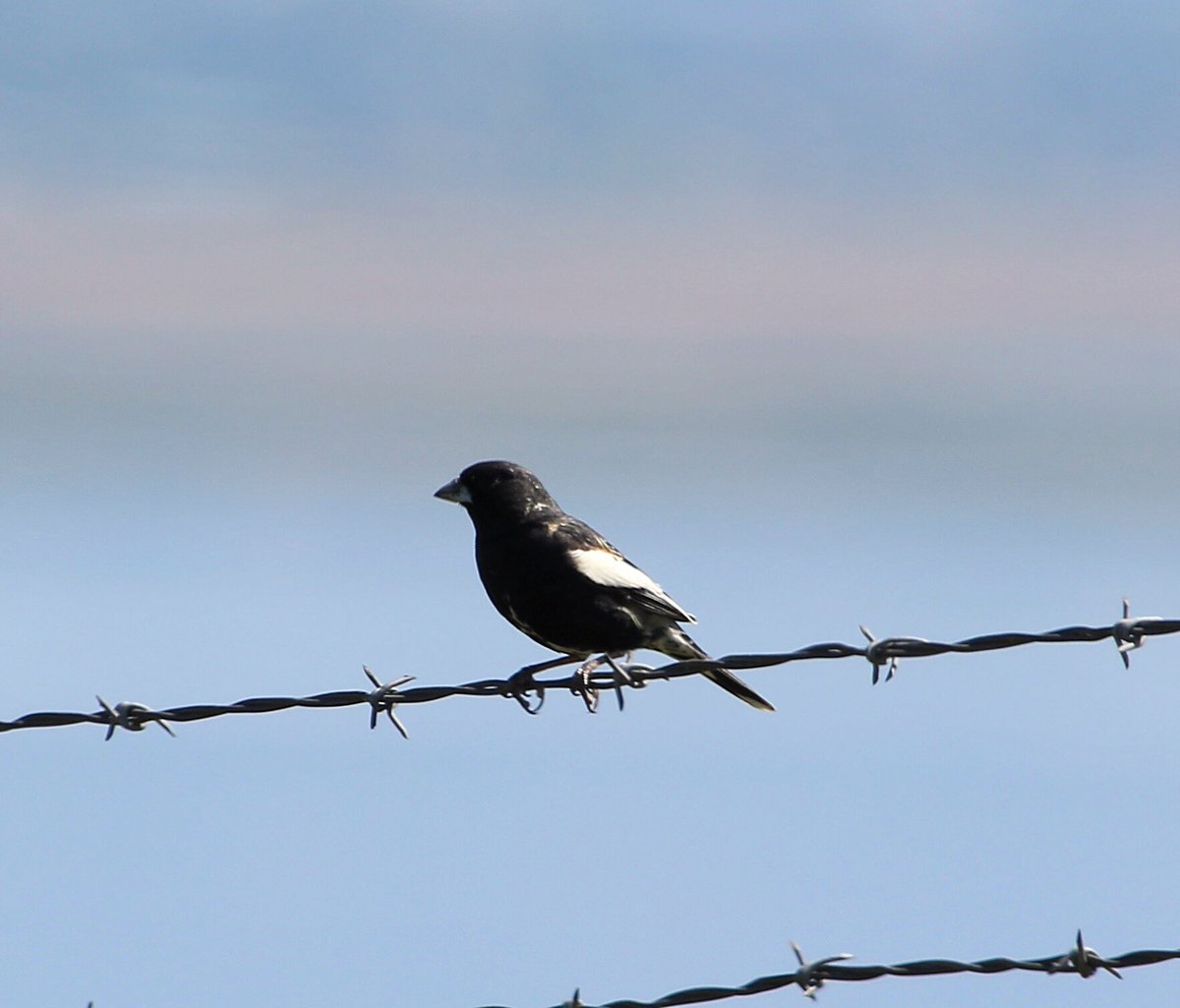 Not the best photos but this is the first lark bunting I’ve ever seen.  I saw it unexpectedly at #AntelopeIsland #Utah #larkbunting #birding #birds