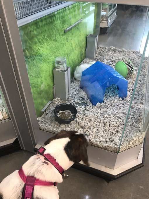 A fun Friday night with our sweet girl, Ruby Sue 🐾&hearts;️ https://t.co/lzG8Ewa8PD<a href="/tag/kandygram"class="tags"><span>#kandygram</span></a>