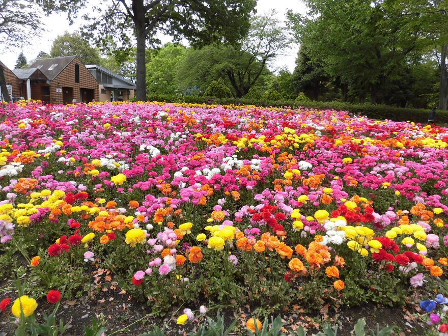Linkatest على تويتر 相模原公園の森の木展望台傍の花壇でラナンキュラスが鮮やかに咲いていました 花 ラナンキュラス 相模原公園 公園 相模原 4月28日撮影 場所 T Co Xkhlvsk8rz