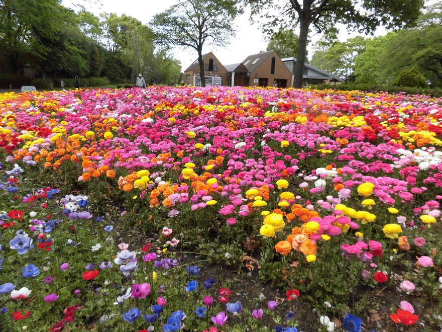 Linkatest على تويتر 相模原公園の森の木展望台傍の花壇でラナンキュラスが鮮やかに咲いていました 花 ラナンキュラス 相模原公園 公園 相模原 4月28日撮影 場所 T Co Xkhlvsk8rz