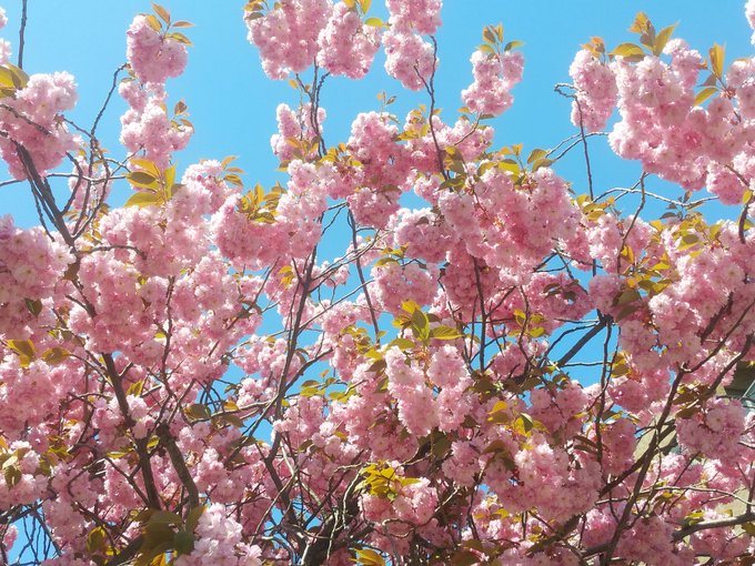 桜満のtwitterイラスト検索結果 古い順