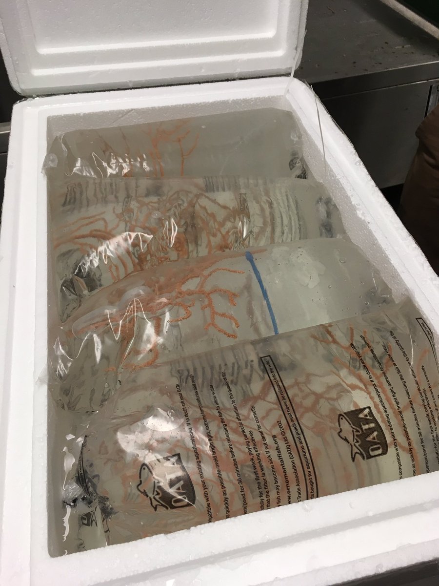 ExeterEvo's tweet photo. Sea fans have landed!#ExeterMarine https://t.co/SfR43KAJXM