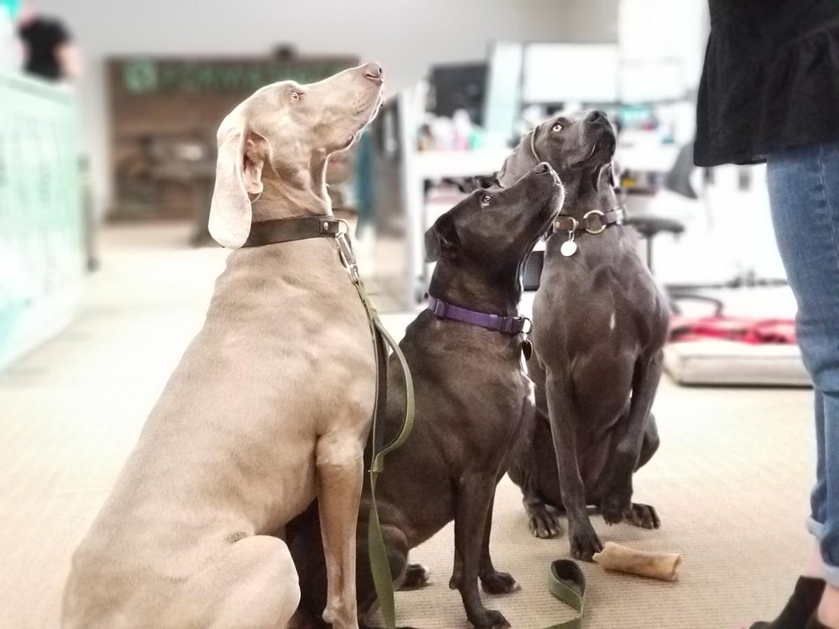 Formaspacecom's tweet photo. It's bring your #dog to work day here at #Formaspace! Look at these 3 well-behaved pups. #welovedogs #dogsatwork #weimaraner #labrador #workplace #wellness #fsdesign https://t.co/JK7qCR7Jp1