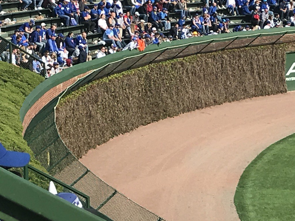 Chicago Bars On Twitter Anyone Know Why The Wrigley Field Ivy Seems To Mostly Green From The Top Seems Weird Deepshutoutthoughts