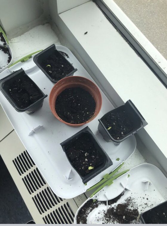 allydesormeaux's tweet photo. Today we were excited to see our sunflowers have sprouted! AND the dump truck came to deliver soil! That’s the height of excitement in kindieland! @WRBestPS #scdsbey https://t.co/Xkki9mR1Ou