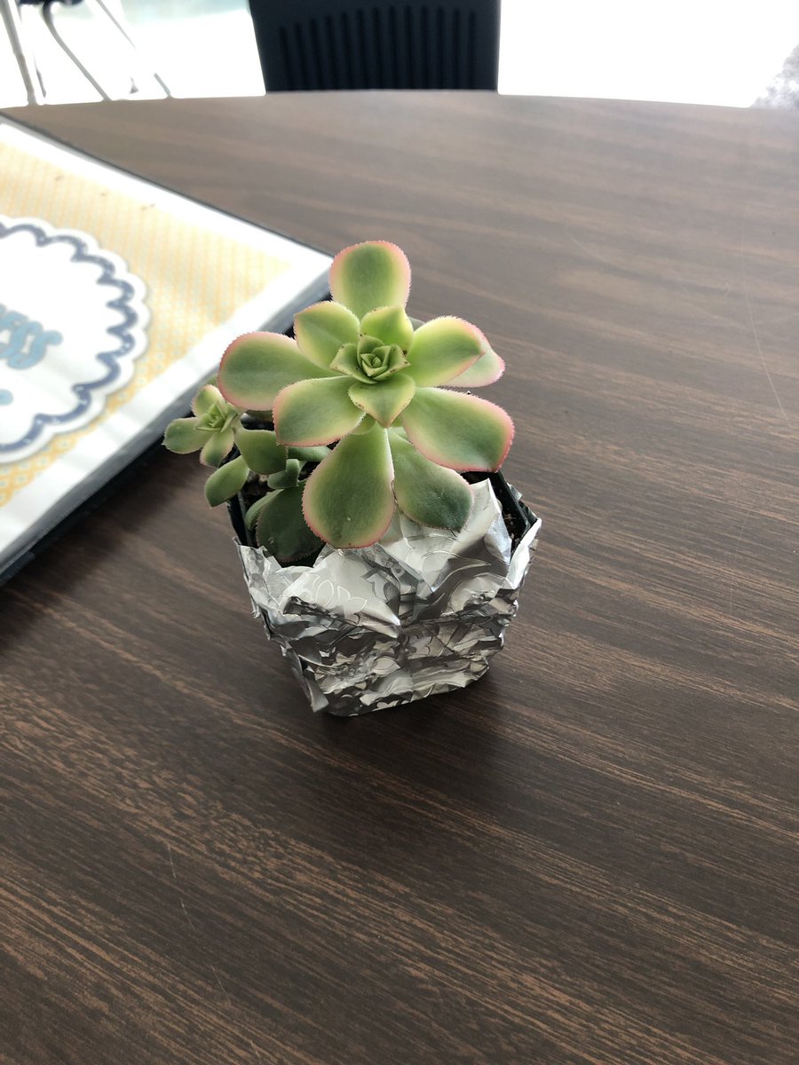 MissMonighan's tweet photo. My first graders came in today and saw my teacher appreciation gift from the PTA sitting on my guided reading table. They decided we just had to name this little succulent... meet Buggy Cutie Pie! 🌱💚😂 #TeacherAppreciationWeek #succulents #lovemystudents #bearsba https://t.co/4PWBMOAnpi