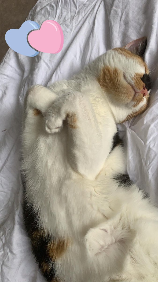 ladyginger14's tweet photo. Had a rrelaxizing nap to-dae! did yo? https://t.co/bwESMzedGQ