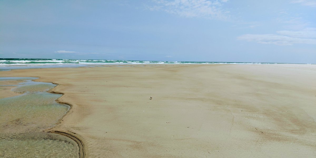 KymHunteratlaw's tweet photo. If you look real hard you can see an endangered #PipingPlover - can we get that trending?
#FigureEightIsland https://t.co/7m5NFQEgiE