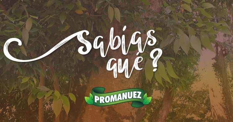 Promanuez_Mex's tweet photo. El árbol de la canela 😋 , conocido como canelo (Cinnamomum zeylanicum o Cinnamomum verum J.Presl) es un árbol de hoja perenne, de 10 a 15 metros de altura. Se aprovecha como especia su corteza interna que se obtiene pelando y frotando las ramas.

Encuentra #canela en #Promanuez. https://t.co/QlKMb3iD5b
