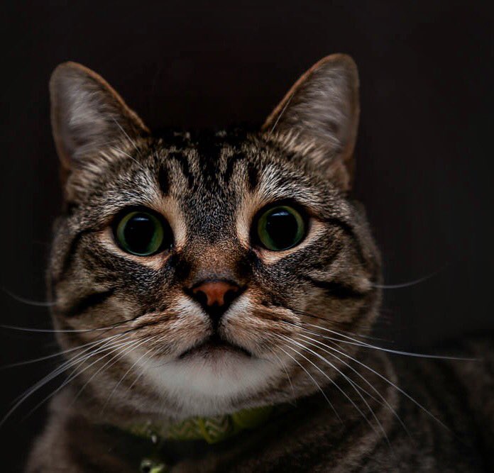 Leebox's tweet photo. Studio light or natural light #catchlights 🐱👀 Jax Cat photogenic af https://t.co/SOSJKE48fv