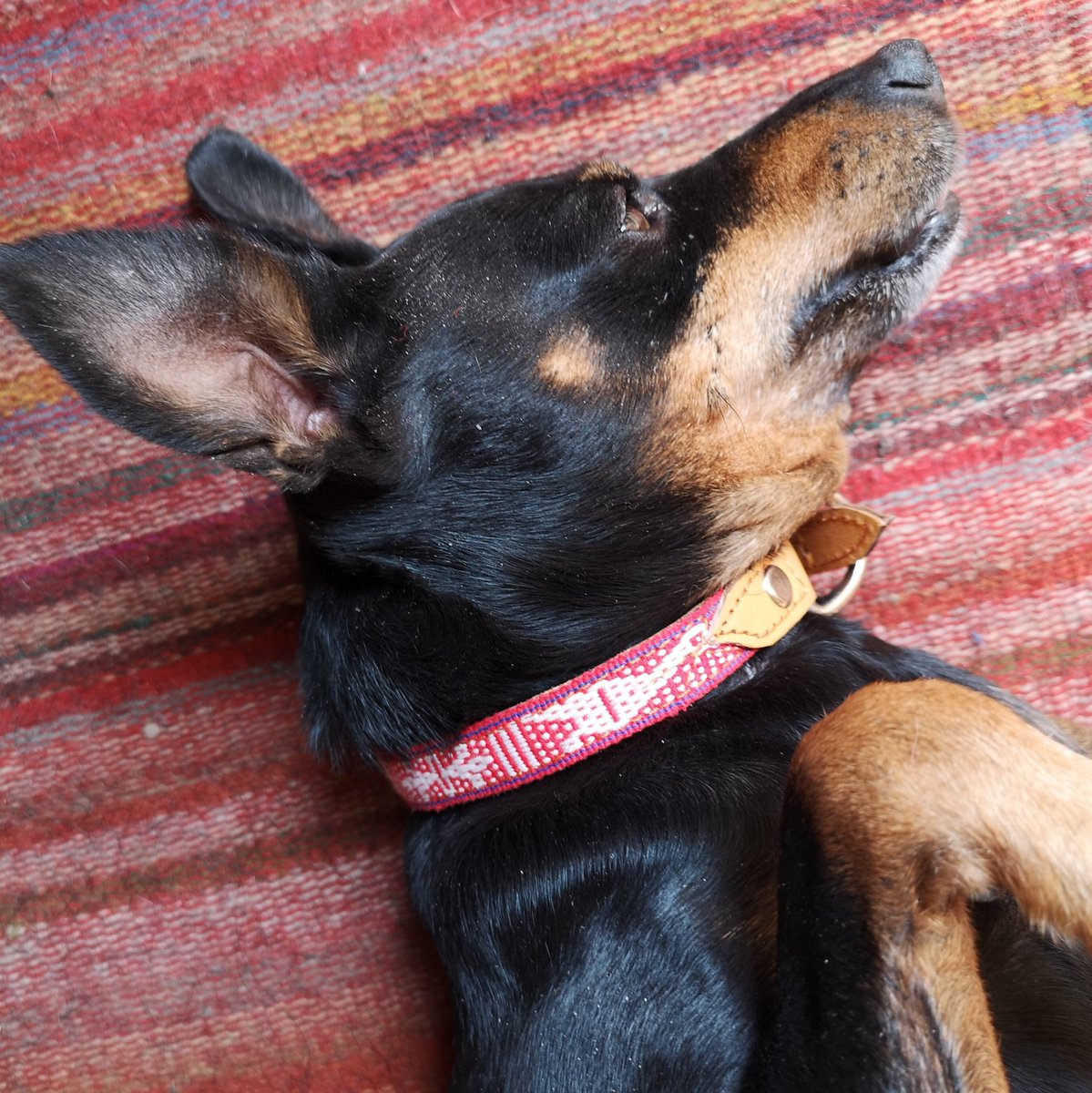 オアハカさる屋 Yoko メッチャ気に入った 飼い主が サント トマス ハリエサの腰織りの首輪 愛犬にピッタリ 犬の首輪 ミニピン 民芸品とアイデア オアハカ ミニチュアピンシャー