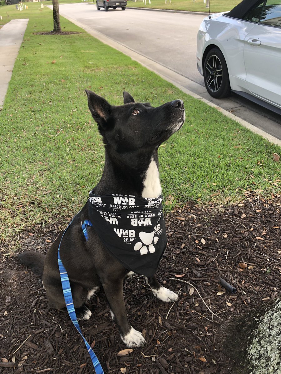 McGrath510's tweet photo. Thanks World of Beer for the dog bandana! @WOB @BigCoug https://t.co/TxIafq2Z4i
