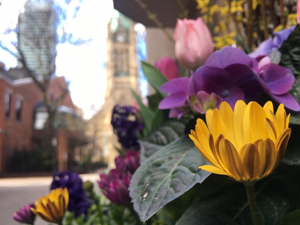 bridge_canada's tweet photo. La belleza de la #primavera en #Toronto. / It is still cold out there, but definitely so beautiful! #Spring #Canada #Colours #Life #LifeInToronto #PrettyCanada #latinosencanada🇨🇦 #lovespring #NoFilter #Sinfiltros #PrimaveraEnToronto #Colores https://t.co/WiVPOGX6f4
