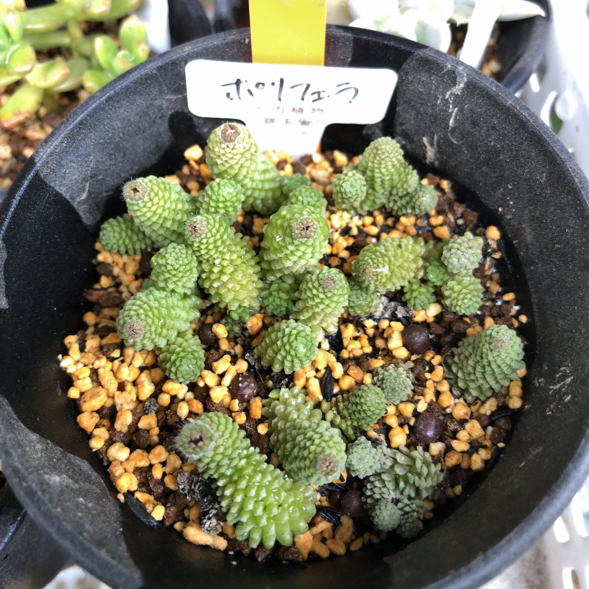 kabutoganijon1's tweet photo. Monanthes polyphylla
モナンテス ポリフィラ
夏に弱く溶けるので要注意。
よく見ると葉は少し透明度がある。
最近、宇宙と交信するアンテナを立て始めた。📡
#多肉植物 #Succulent #Monanthes #モナンテス #polyphylla #ポリフィラ https://t.co/fTBcAMIdTQ