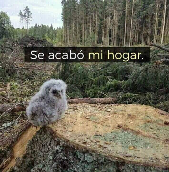 eforestal's tweet photo. Aunque tengan buena intención estas imágenes lo que hacen es crear un mensaje equívoco.
No, no es malo cortar árboles, llevamos cientos de años haciéndolo y los bosques crecen en Europa. https://t.co/EUnvalji6W