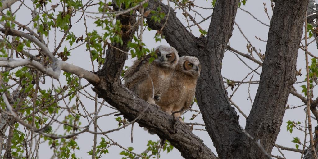 Our partners in restoring wildlife habitat, <a href="/Taylor_Morrison/">Taylor_Morrison</a>, wish you a great weekend – and wanted you to see a photo, taken by a resident, of great horned owlets in their <a href="/Garden4Wildlife/">Garden for Wildlife</a>-Certified Wildlife Habitat! #Garden4Wildlife #FridayFeeling