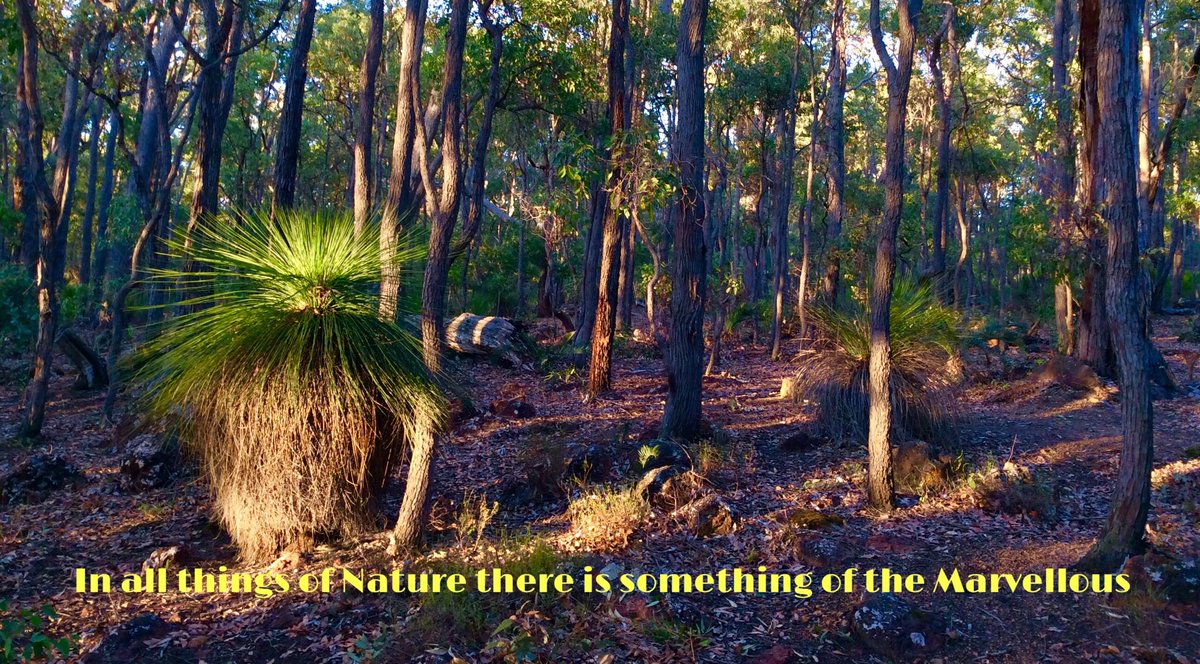 jarrahdale482's tweet photo. #SaveOurNativeForests #colinabbott #colinhabbott #colinhughabbott #jarrahdale @Mundlimup @jarrahdale @jarrahdale 482 #NoWayRFA #ForestForClimate #ProtectAncientForests @pholland @geeanem @rickygervais @algore @JulieBishopMP @ChristineMilne https://t.co/WDg21eJl3x